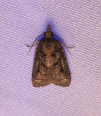 Platynota idaeusalis