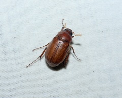 Phyllophaga