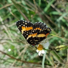 Chlosyne lacinia adjutrix