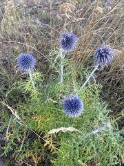 Echinops latifolius