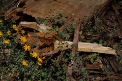 Symphoricarpos mollis