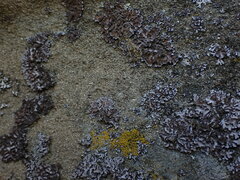 Physconia perisidiosa