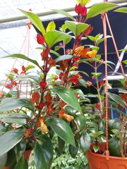 Nematanthus