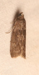 Sciota subcaesiella