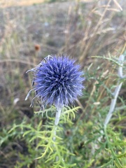 Echinops latifolius
