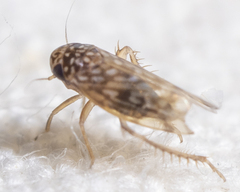Xestocephalus