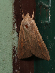 Mythimna