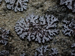 Physconia perisidiosa