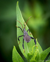 Acanthocephala femorata