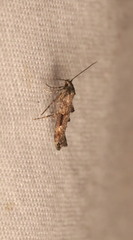 Epermenia albapunctella