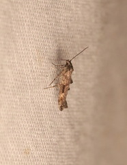 Epermenia albapunctella