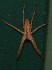 Pisaurina mira