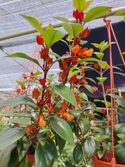 Nematanthus