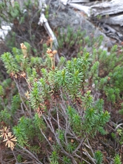 Phyllodoce glanduliflora