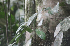 Anolis limon