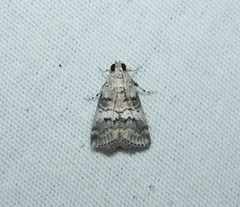 Pococera asperatella