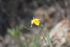 Calochortus barbatus