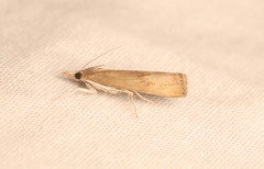 Parapediasia teterrellus