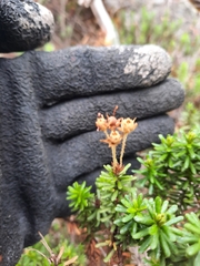 Phyllodoce glanduliflora