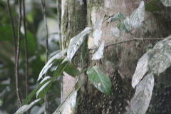 Anolis limon