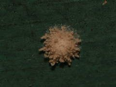 Gibellula