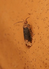 Eucosma ochroterminana