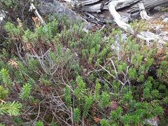 Phyllodoce glanduliflora