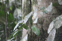 Anolis limon