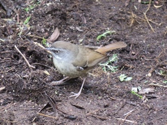 Sericornis frontalis