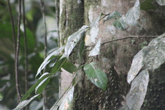 Anolis limon