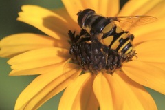 Eristalis transversa
