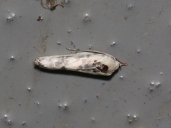 Antaeotricha