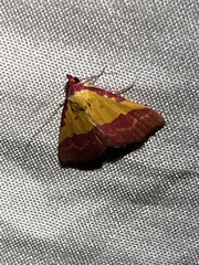 Phytometra rhodarialis