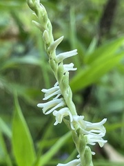 Spiranthes