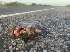 Gopherus berlandieri