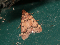 Aglossa disciferalis