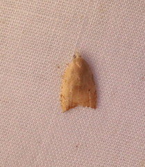 Coelostathma discopunctana