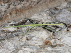 Diapheromera femorata