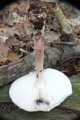 Amanita rubescens
