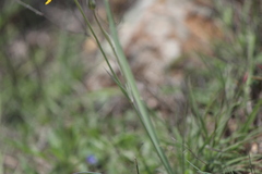 Calochortus barbatus