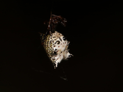 Micrathena gracilis