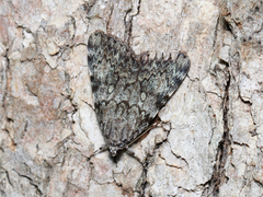 Catocala lineella