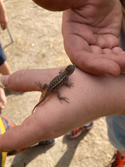 Sceloporus occidentalis longipes