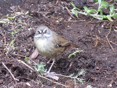 Sericornis frontalis