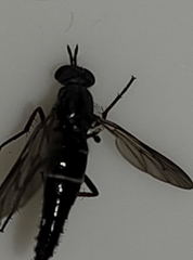 Ozodiceromyia
