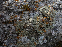 Protoparmeliopsis muralis