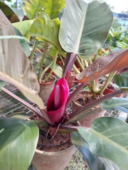 Philodendron
