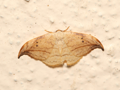 Drepana arcuata