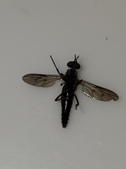 Ozodiceromyia