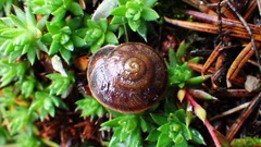 Oreohelix